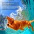 Wasserdichtes wiederaufladbares Fernbedienung Hundetrainingshalsband für Gehorsamkeitstraining und Verhaltenstraining