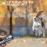 Tragbares Ultraschall-Hundeabwehrgerät mit LED Taschenlampe Bellkontrolle und sanfte Verhaltensänderung