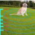 Pet Drahtloser Elektronischer Zaun mit Farbbildschirm Hundetrainer Sicheres Hundetraining Gerät für Haustiere