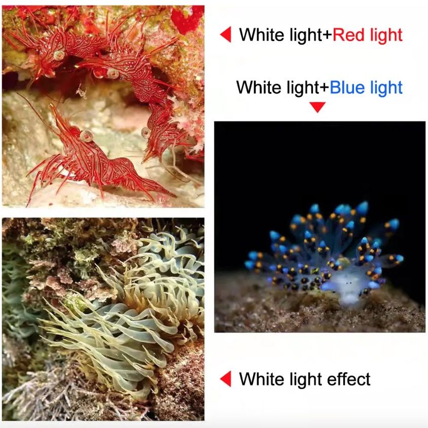 D10 Superhelle Tauch-Taschenlampe für Unterwasserfotografie 100m Tauchtiefe IPX8 wasserdicht Robustheit